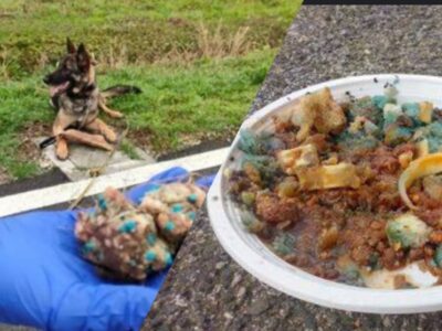 Guidonia cibo per cani avvelenato