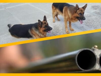 Ardea due cani abbattuti